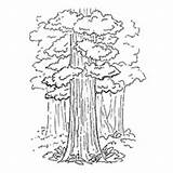 Redwood Designlooter sketch template