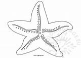 Starfish Verano Colorear Páginas Estrella Bingo Mar Coloringpage sketch template