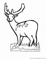 Deer Coloring Pages Hunting Whitetail Kids Print Head Printable Drawing Popular Comments Coloringhome Getdrawings Library Clipart Template sketch template