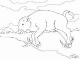 Coloring Pages Bison Baby sketch template