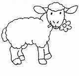 Oveja Pecora Borrego Mouton Animali Colorare Ovejas Elementos sketch template