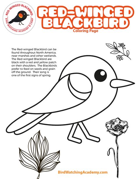 red winged blackbird coloring page bird watching academy