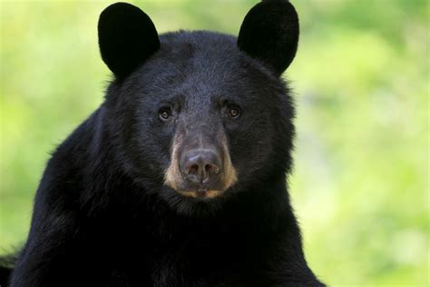 twitter account   buckhead bear atlanta magazine