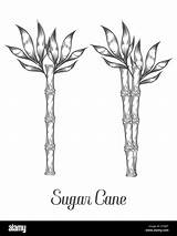 Cane Sugarcane Stem sketch template