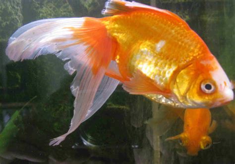 fancy goldfish chronicle fin rot