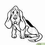 Hound Dog Basset Bloodhound Draw Drawing Coloring Outline Pages Drawings Step Head Wikihow Dogs Getdrawings Steps Getcolorings Color sketch template