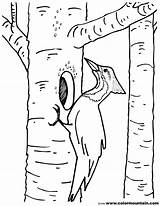 Woodpecker Coloring Pages Tree Birch Printable Color Template Drawing Getcolorings Kids Robin Getdrawings Designlooter Downy Sturdy Print sketch template