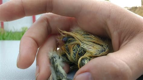 4 Day Old Chick With Prolapsed Vent Backyard Chickens Learn How To