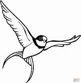 Sparrow Coloring Pages Flying Voando Ausmalbilder Ausmalbild Clipart Passaros Bird Sparrows Zum Desenhos Flug Im Color Results Gif Sperling Coloriage sketch template