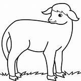 Sheep Coloring Drawing Lamb Pages Baby Clipart Kids Animals Cliparts Line Pet Drawings Animal Sheets Children Clip Print Draw Book sketch template