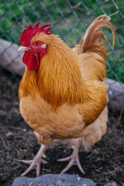 top  friendliest chicken breeds  pet chickens  pictures