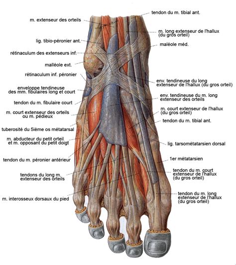 epingle par luyyy sur chiropractic muscle du pied anatomie du corps