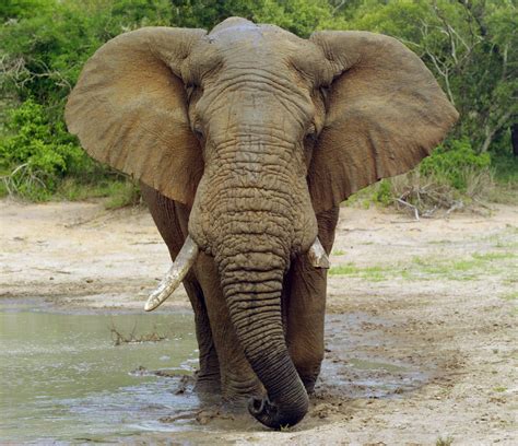 fileelephant loxodonta africana jpg wikimedia commons