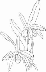 Cattleya Colorare Categorie sketch template