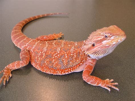 joys  reptile keeping  awesome reptiles bearded dragons