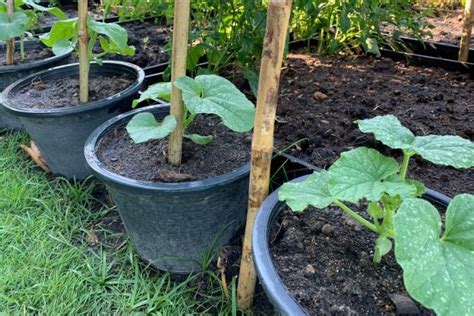 honeydew melon plant tips  growing   garden  pot