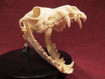 real wild coyote skull canis latrans dermestid cleaned european mount