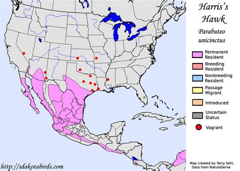 harriss hawk species range map