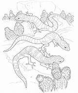 Coloring Pages Desert Gecko Animals Printable Lizard Leopard Animal Colouring Kids Scene Drawing Landscape Getcolorings Adult Getdrawings Print Plants Color sketch template