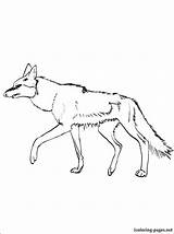 Coyote Coloring Getdrawings sketch template