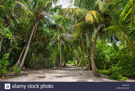 Palm Leaves Tropical Forest On The Island In Indian Ocean