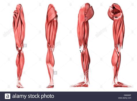 image result  leg muscles leg anatomy anatomy drawing anatomy
