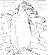 Pinguin Mewarnai Marimewarnai Paud sketch template