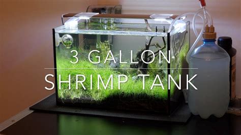 gallon shrimp tank youtube