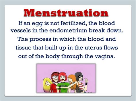 Ppt Male And Female Reproductive Systems Powerpoint Presentation