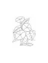Coloring Climbing Flowers Glory Morning Bindweed sketch template