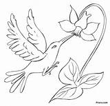 Flowers Bird Birds Flower Coloring Drawing Pages Rainforest Pencil Drawings Easy Paradise Kids Pitara Color Transparent Printable Terrific Beautiful Sketches sketch template