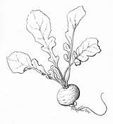 Radishes Popular Radish Coloring sketch template