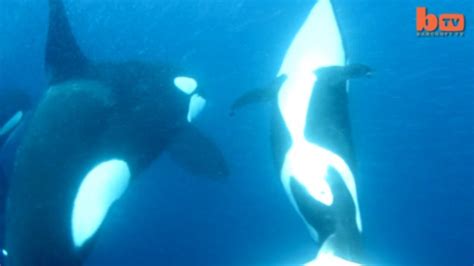 Orcas Vs Shark Killer Whales Take Down Tiger Shark Video Canada