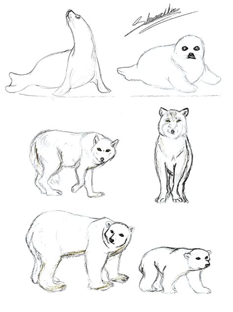 tundra animals drawings  paintingvalleycom explore collection