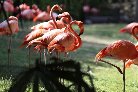 floridas long lost wild flamingos  hiding  plain sight kuow