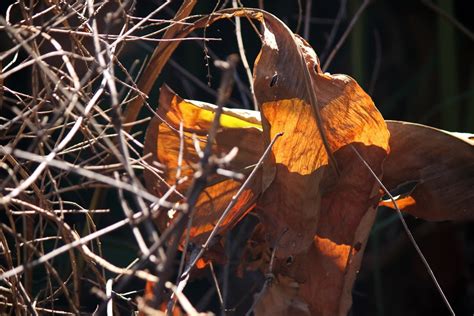 canna lily leaves turning brown common