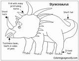 Pages Styracosaurus Sheets Information Dinosaurs Coloring sketch template