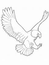 Coloring Pages Eagle Print Printable Bald Getcolorings Color sketch template