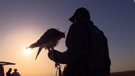 teaching falcons  hunt  drones cnn video