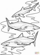 Coloring Pages Shark Sharks Tiger Three Color Printable Drawing School Animals Print sketch template