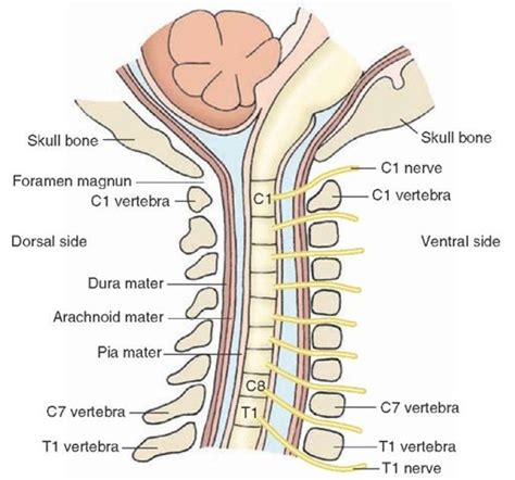 Vertebral canal and intervertebral foramen