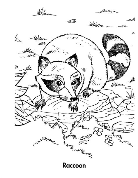 raccoon coloring pages coloringbay