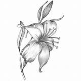Drawing Flower Pencil Lily Drawings Water Stargazer Calla Rose Lilies Lilly Sketch Flowers Color Simple Bouquet Easy Draw Sketches Outline sketch template