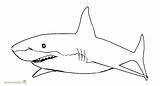 Shark Great Outline Drawing Printable Coloring Pages Clipartmag sketch template