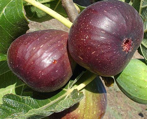 Real World Gardener Yummy Figs And Pretty Little Brown Birds