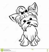 Yorkshire Terrier Coloring Pages Yorkie Dog Coloriage Vector Stencil Drawing Yorkies Raichu Dogs Illustration Sketch Getcolorings Sitting Stock Drawings Funny sketch template