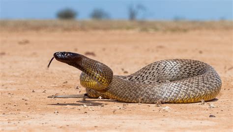 australian taipan snake