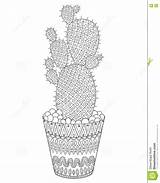 Zentangle Cactus Profilo Vettore Disegnato sketch template