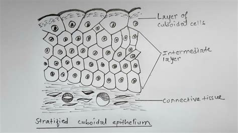 stratified cuboidal epithelium diagram