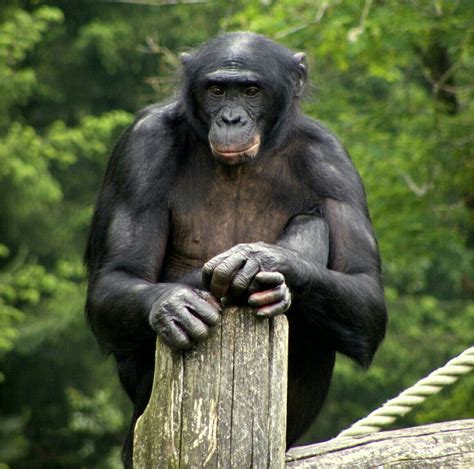 pygmy chimpanzee gorilla gorilla silverback gorilla primates mammals grand singe eastern